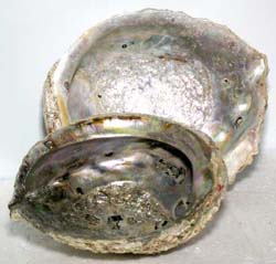 abalone shells