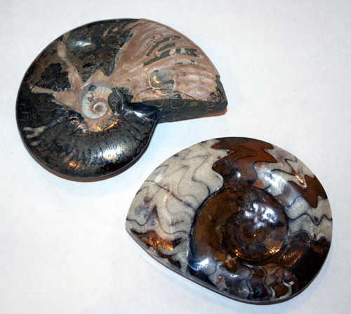 ammonite fossils