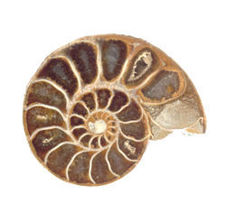 ammonite fossil