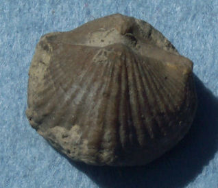 brachiopod fossils