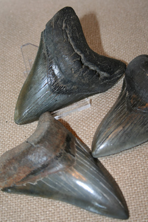 Fossilized Shark Teeth