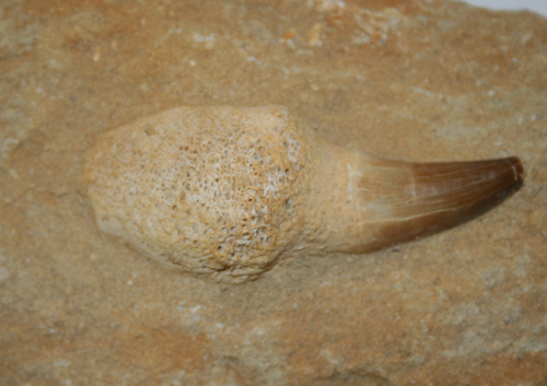 Fossilized Teeth