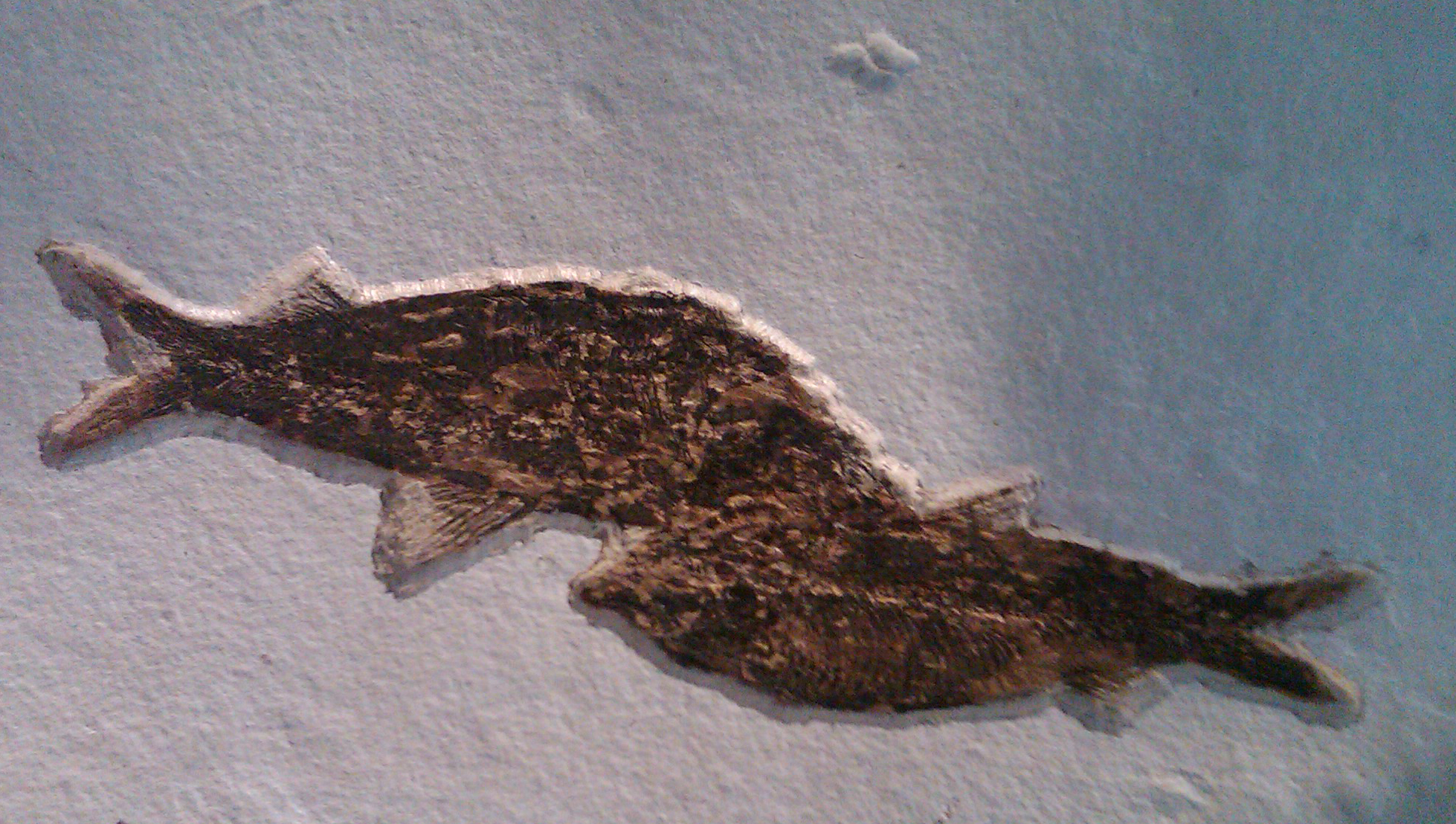 fossil fish