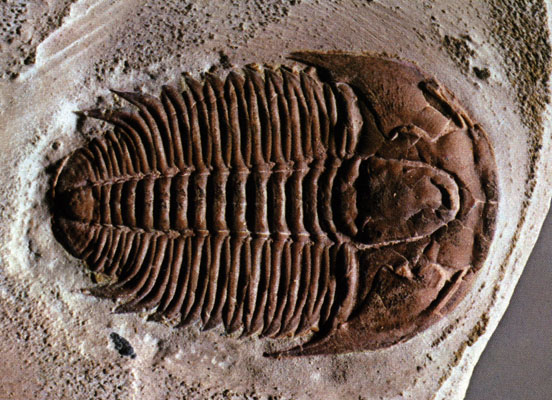 trilobites